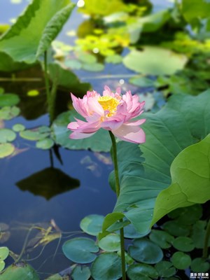 【盛夏光年】+出水芙蓉