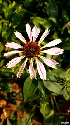 松果菊再发