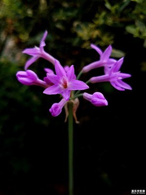 紫娇花