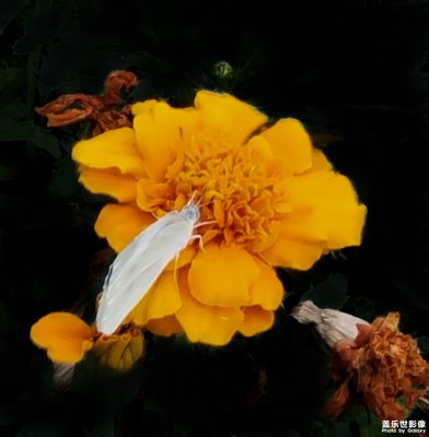 【盛夏光年】+花儿朵朵开