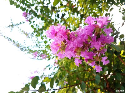 紫薇再遇