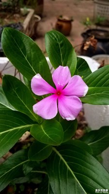 花花草草之 长春花