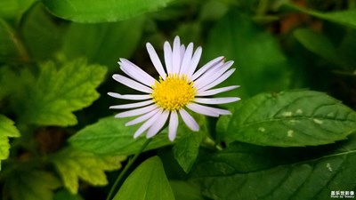 花花草草之 马兰