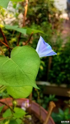 【盛夏光年】+生如夏花3