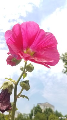 【盛夏光年】+生如夏花