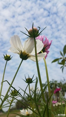 【盛夏光年】+生如夏花2