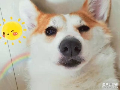 【家有萌宠】+动物日志