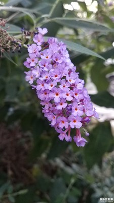 醉鱼草