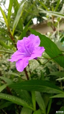 蓝花草