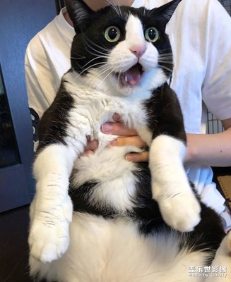【家有萌宠】+我家猫咪最帅了眼神会放电了啊