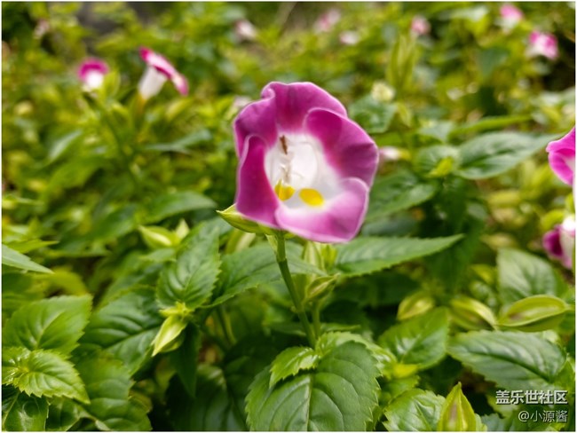 【Galaxy A80星粉体验活动】升降翻转三摄之A80快速体验