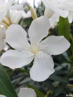 洁白的夹竹桃