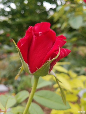 好一朵美丽的“月季花”