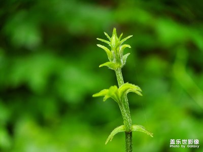 小小植物