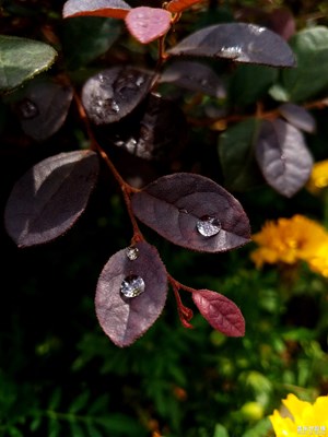 叶上的小雨滴