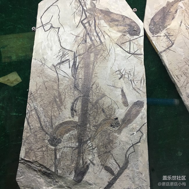 追随三星盖乐世社区小分队、一起去本溪的水洞游一游~.~ 追随三星盖乐世社区小分队、一起去本溪的水洞游一游~.~