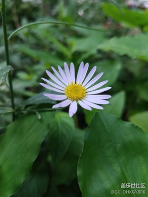 那朵马兰