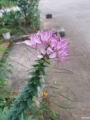 早上拍了两张