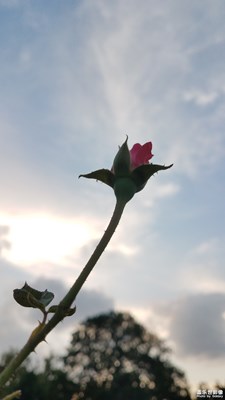黄昏的月季