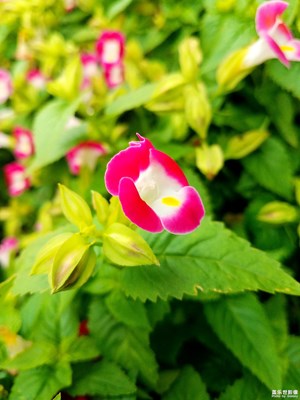 夏堇