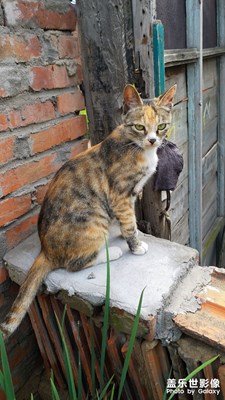 【家有萌宠】+邻家小猫