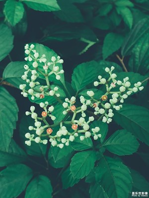 【乌蔹莓】