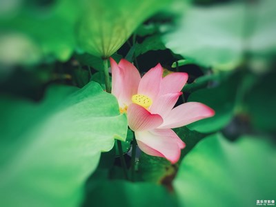 【花开盛夏】+荷花
