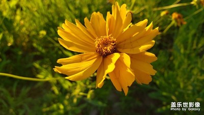 【花开盛夏】+夏日里的芬芳