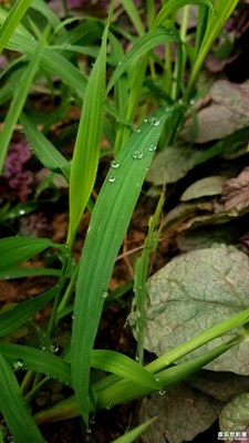 我是一棵无人知道的小草