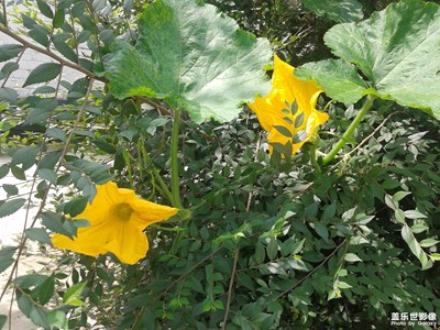 【花开盛夏】+菜花黄