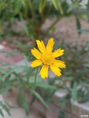 清晨的金鸡菊