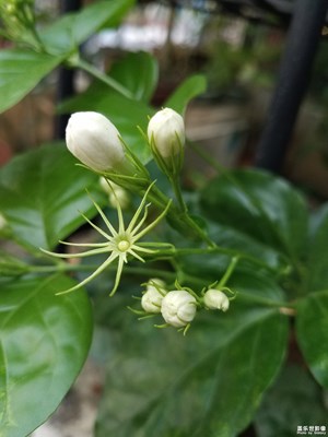 好一朵美丽的茉莉花