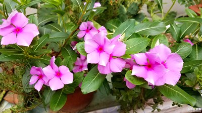 长春花