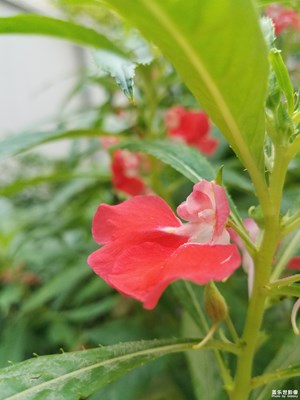 小凤仙