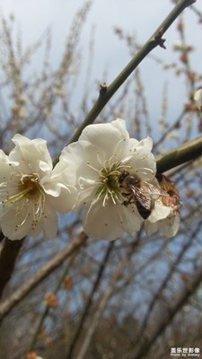 白梅和蜂