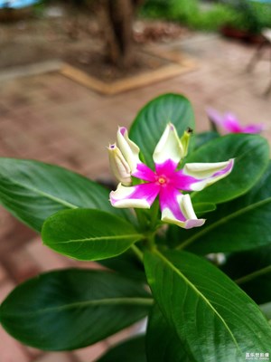 杂色的长春花