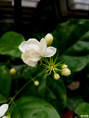还是那朵美丽的茉莉花