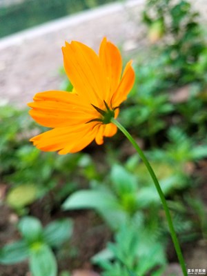 野花