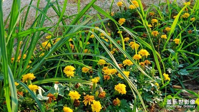 【花开盛夏】+燃烧七月