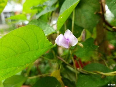 豆花