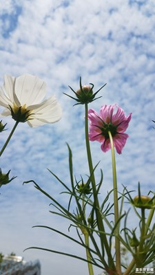 【花开盛夏】+花的美3