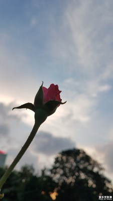 【花开盛夏】+花的美6