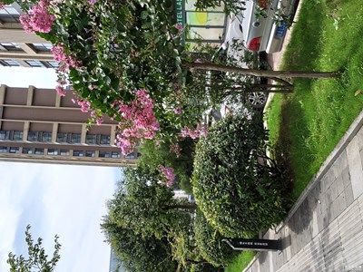 【花开盛夏】+路边小花