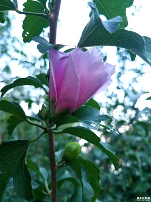 木槿