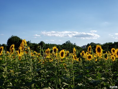 浓浓夏日