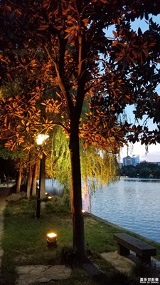 水边的树