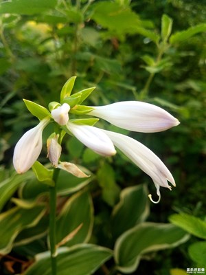 不知名的小花