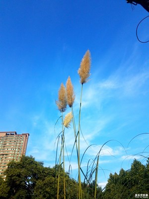 城市中的芦苇