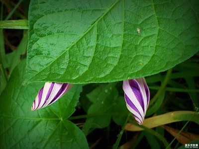 牵牛花与曼陀罗