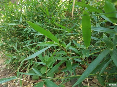 竹